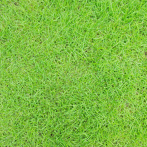 青草生长绿色场地植物背景图片