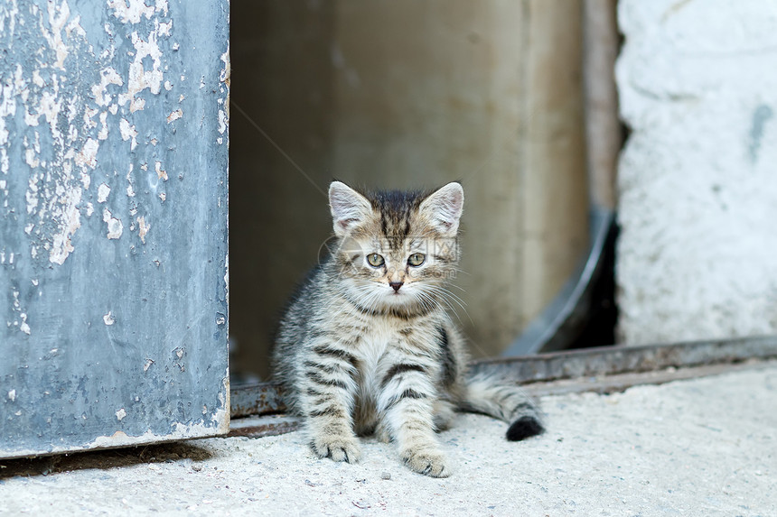 小小小猫咪肖像黑色宠物小猫哺乳动物猫咪猫科婴儿毛皮条纹动物图片