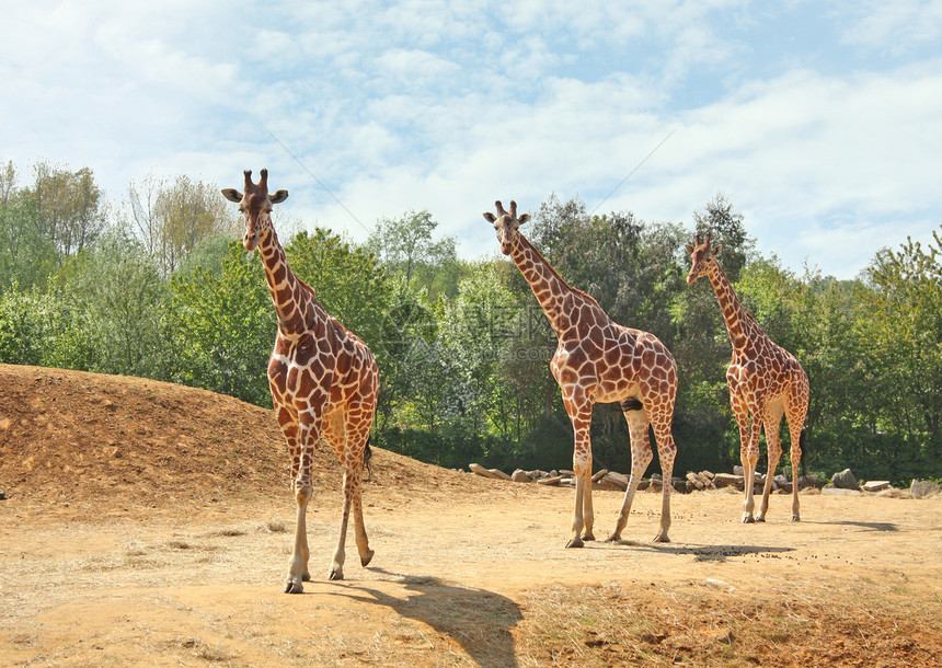 长颈鹿家庭冒险植被哺乳动物假期三重奏动物野生动物旅行荒野旅游图片