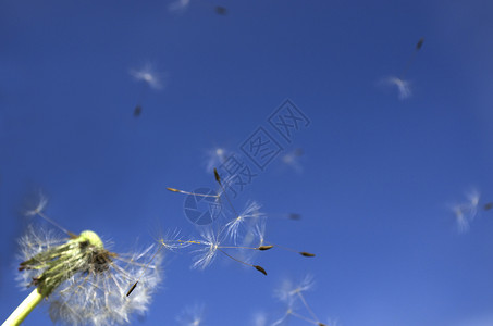 蓝色风素材飞行种子植物选择性摄影水平焦点花朵背景天空生物体蓝色背景
