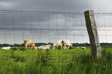 牧场奶牛摄影在围栏后面农场焦点动物奶牛田园家畜选择性生物体风光前景背景