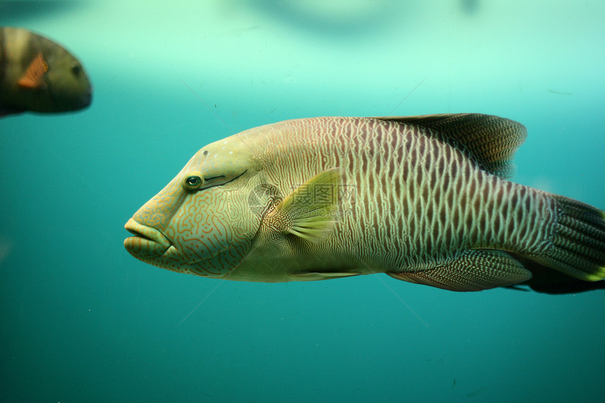 鱼类蓝色海洋游客动物吸引力绿色图片