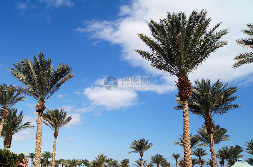 热带海滩 太阳雨伞和棕榈珊瑚海景海洋旅行遮阳棚假期天空阳光海岸线阳伞图片