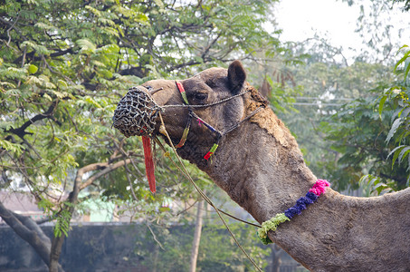 印度阿格拉的骆驼脸部概况背景图片