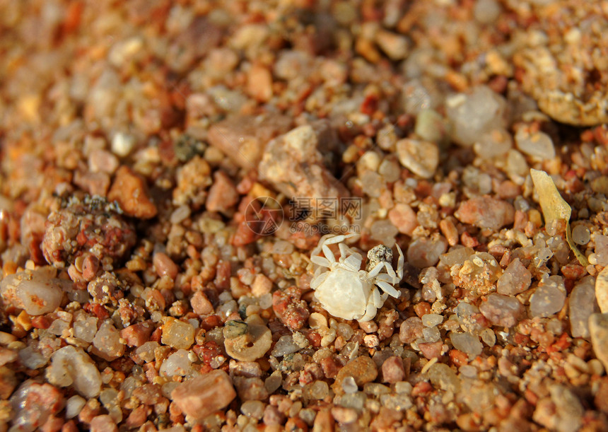 沙滩上山洞里的螃蟹食物小吃海洋姿势动物冒充龙虾盐水湿地居住图片