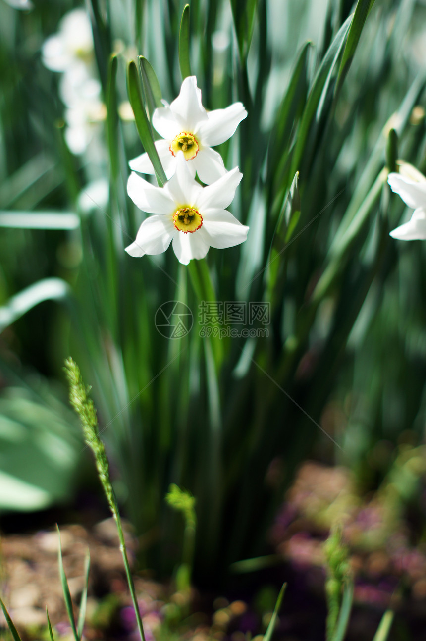 特写花园中的白水仙花花图片