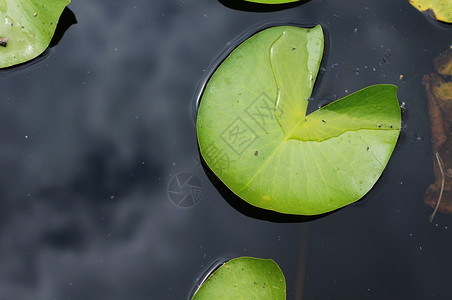 漂浮叶子Lily在池塘里的水滴芽 在自由叶子中植物学植物群漂浮软垫粉色美丽植物百合绿色花瓣背景