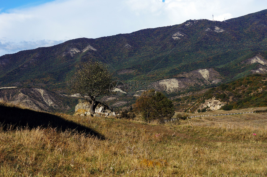 在格鲁吉亚前面的两棵树和山岳图片