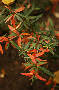 福尔摩沙花的日本高清图片