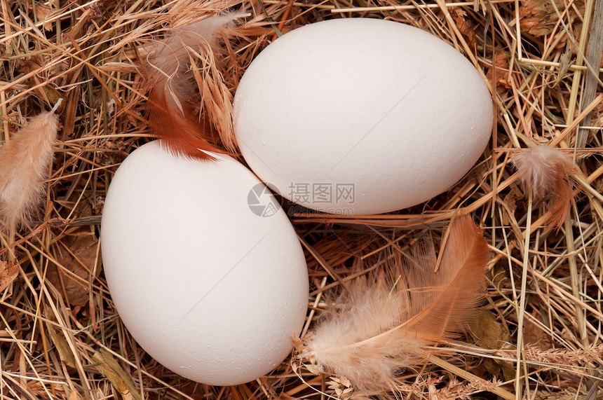 巢中的鸡蛋稻草脆弱性杂货蛋黄团体动物美食干草产品农业图片