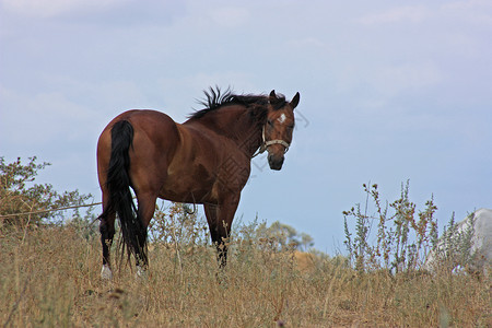 棕色马翻转头 站在草地上背景图片