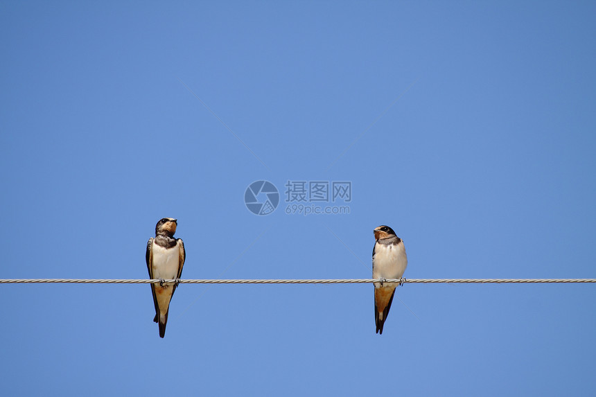 燕状电缆白色鸟类生物学燕子金属休息谷仓荒野动物群图片