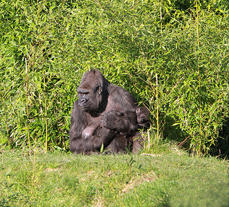 大猩猩和婴儿哺乳动物野生动物母亲高清图片