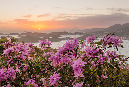 夏洛特阿马利亚圣托马斯的日落天堂旅游蓝色旅行支撑海岸海洋假期花朵岛屿加勒比高清图片素材