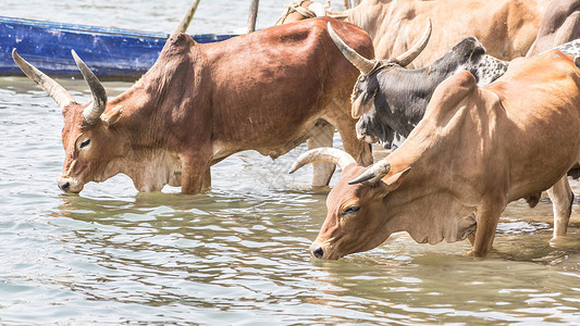 牛饮水饮用水背景图片