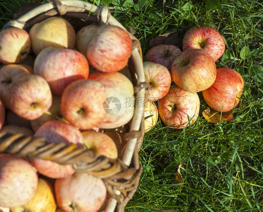 篮子中的苹果食物农场木头农业采摘团体茶点果园商业水果图片