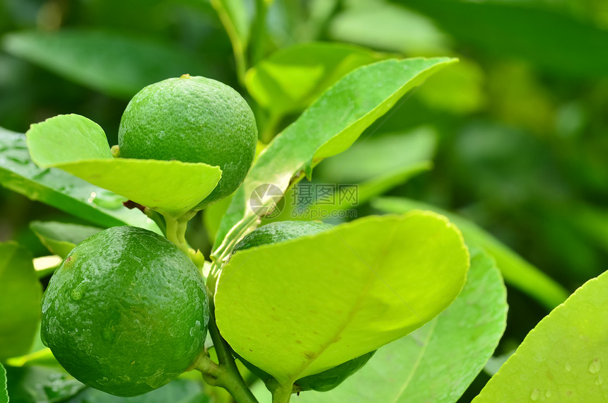 柠檬在树上植物饮料食物热带果汁果香橼叶子小吃收成图片