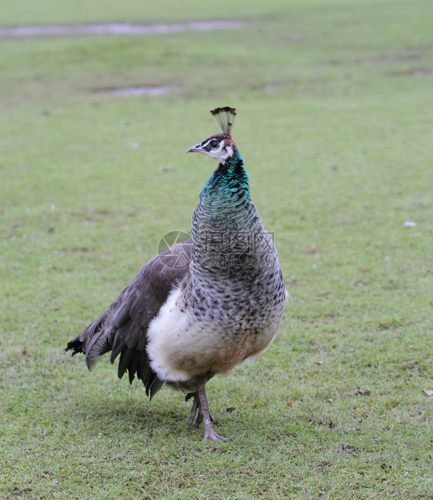 Peahen 皮层图片