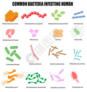 排肠毒感染人类的常见细菌插画
