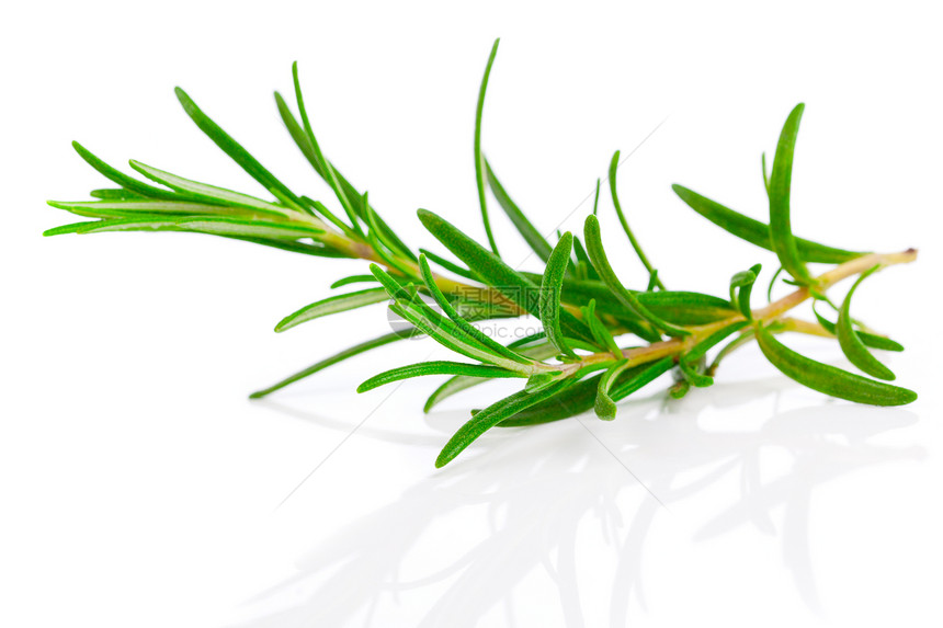 白色背景上的迷迭香枝条摄影香味健康药品饮料绿色植物香料草本图片