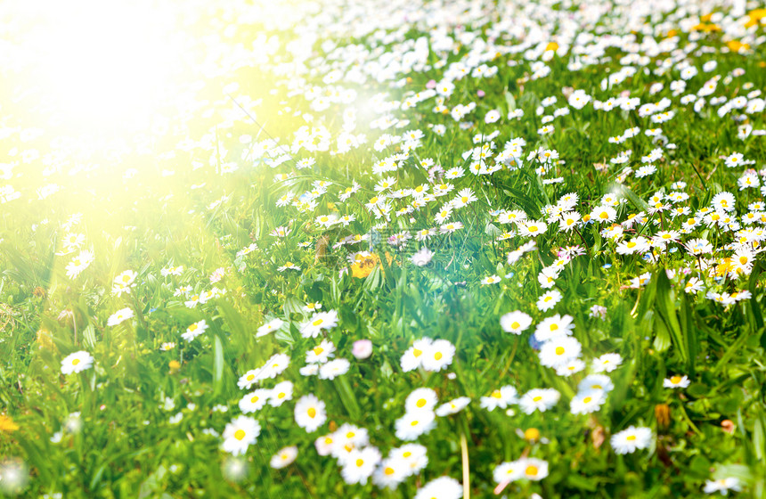 在有阳光的草原上植物草本植物太阳花园叶子花瓣雏菊绿色白色季节图片