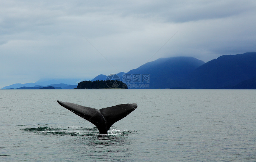 在阿拉斯加的座头鲸尾尾图片