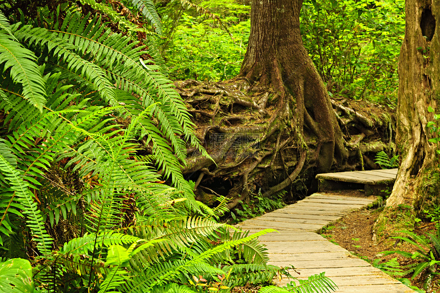 温带雨林路径针叶小路保护荒野植物踪迹远足人行道风景公园图片