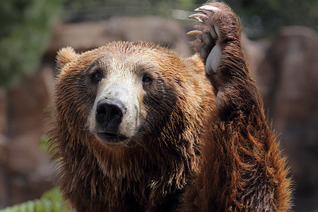棕色的熊熊动物群语言森林男性山脉动物捕食者公园哺乳动物野生动物背景