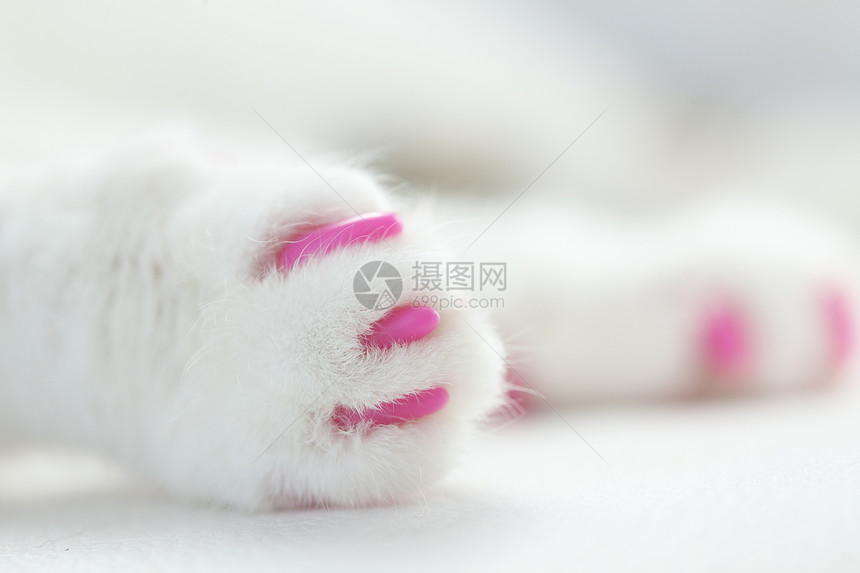 猫类软法律警卫育儿治疗指甲爪子划痕教育白色美甲修剪图片