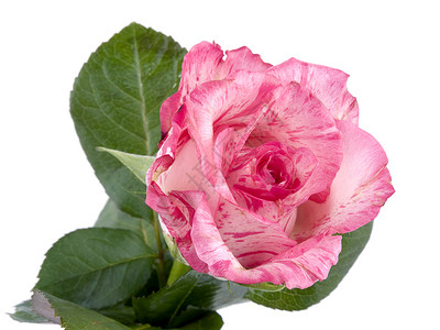 白色的粉红玫瑰植物粉色花瓣叶子礼物背景图片