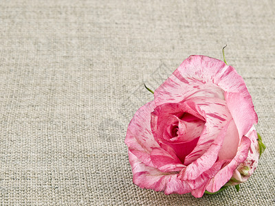 亚麻背景粉红玫瑰背景图片