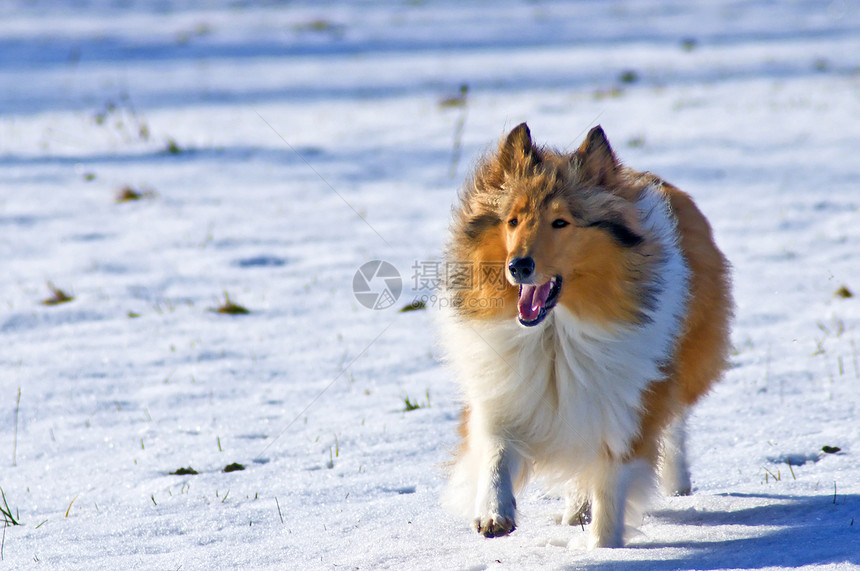 雪中科里狗宠物头发小狗女性纯种狗牧羊犬跑步红色美丽团体图片