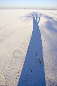 美丽的蓝色冬树雪的阴影背景图片