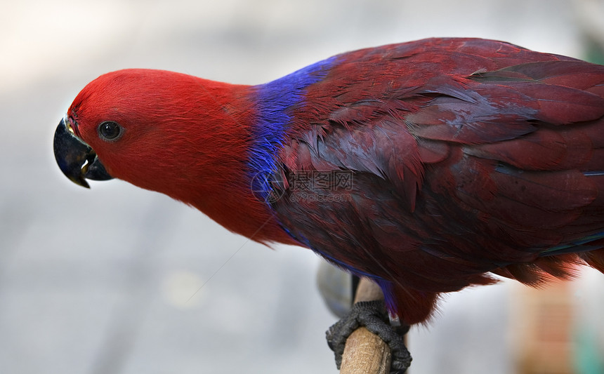 红蓝马龙(红蓝色)环电鹦鹉-香港鸟类市场图片