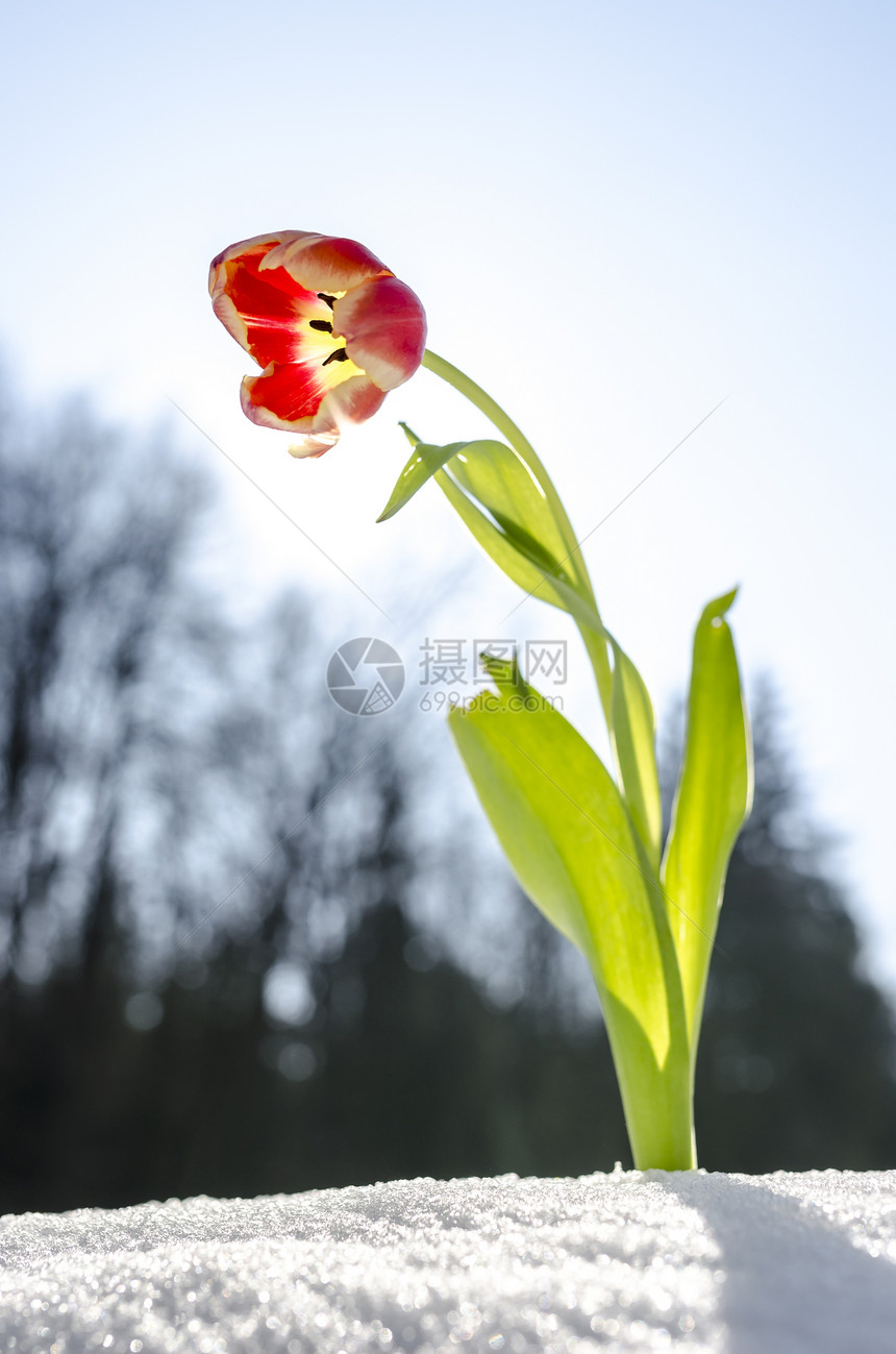 春天的郁香花生活卡片黄色白色红色生长植物墙纸植物群季节图片