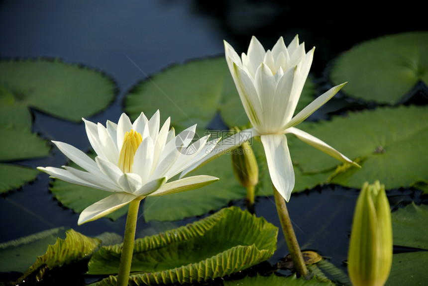 白水百合公园绿色美丽白色植物学植物池塘植物群花朵图片