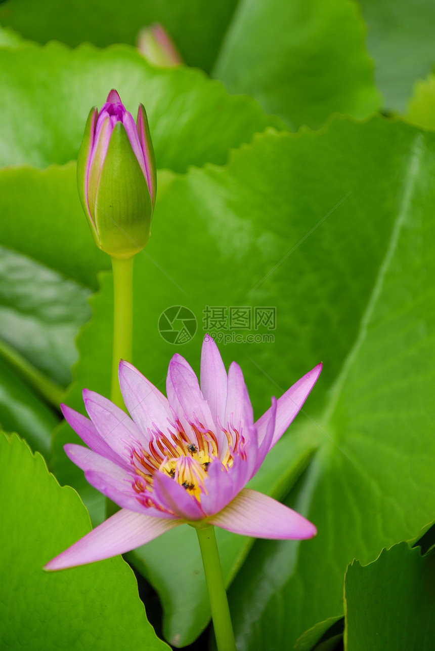 粉红水百合池塘绿色花朵公园植物群植物粉色美丽植物学图片