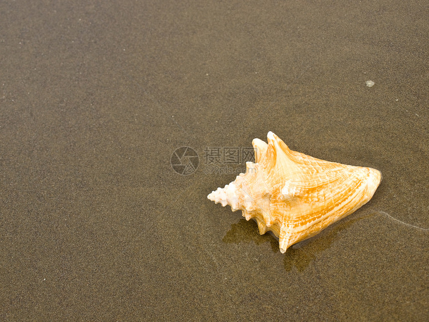 湿桑迪海滩上的扇贝和海螺壳壳闲暇海洋阳光乐趣涟漪旅行日光浴假期天堂波浪图片