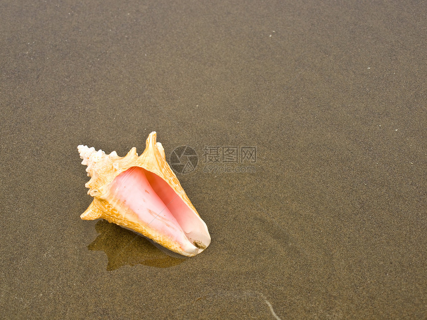 湿桑迪海滩上的扇贝和海螺壳壳海岸旅行海滨旅游天堂乐趣享受海洋阳光假期图片