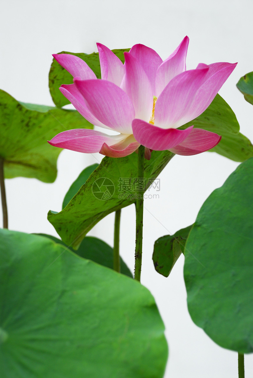 粉红水百合白色植物群植物池塘植物学公园绿色美丽花朵粉色图片