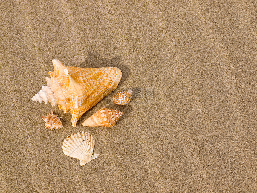 桑迪沙滩上的扇贝和海螺壳壳享受海洋旅游闲暇海岸乐趣天堂假期日光浴贝壳图片