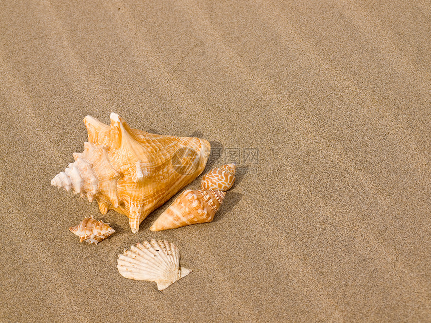 桑迪沙滩上的扇贝和海螺壳壳日光浴贝壳支撑海洋热带波浪天堂海岸假期旅游图片
