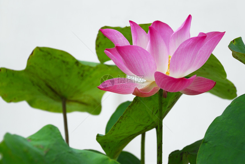 粉红水百合花朵植物白色植物群美丽池塘植物学公园粉色绿色图片