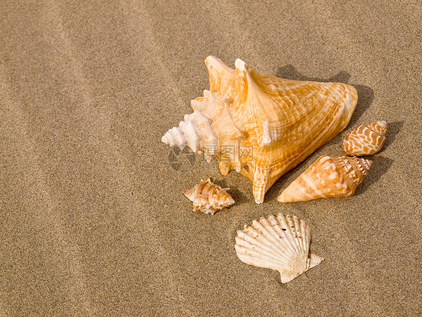 桑迪沙滩上的扇贝和海螺壳壳支撑海滨旅游旅行乐趣阳光贝壳涟漪享受日光浴图片