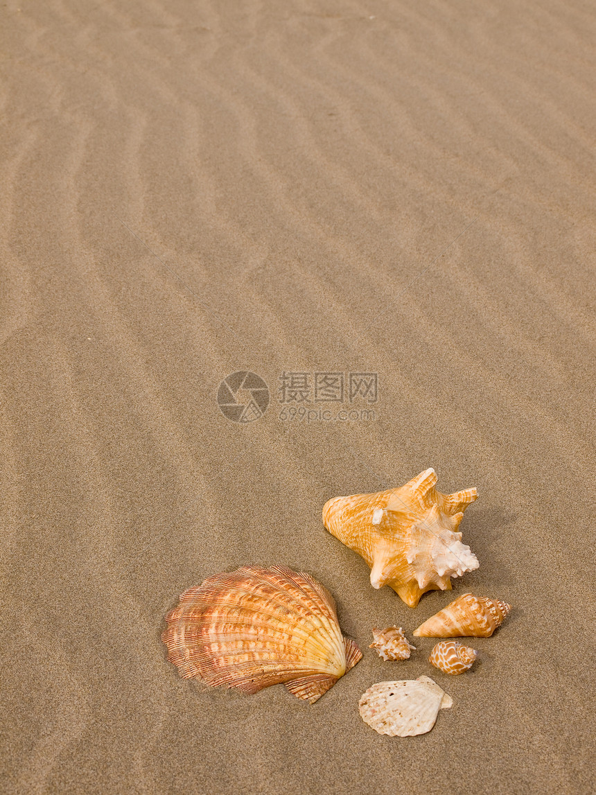 桑迪沙滩上的扇贝和海螺壳壳阳光海滨日光浴乐趣波浪海洋海岸假期旅游旅行图片