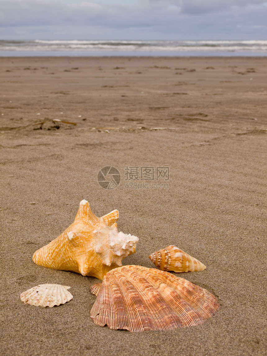 桑迪沙滩上的扇贝和海螺壳壳闲暇海岸热带乐趣支撑日光浴海洋海滨波浪享受图片