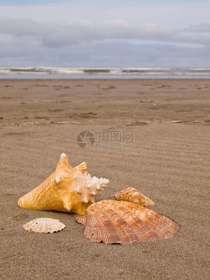 桑迪沙滩上的扇贝和海螺壳壳阳光海洋日光浴海滨涟漪贝壳享受闲暇假期支撑图片