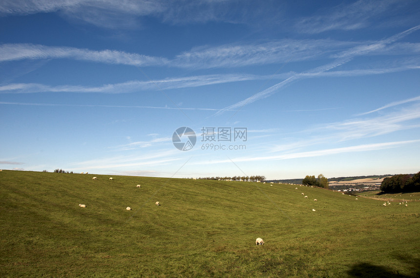 田野中的羊群土地绿色农业农田草地国家场地天空农场羊肉图片