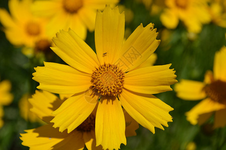 鲜花植物黄色花瓣区系草地花朵背景图片