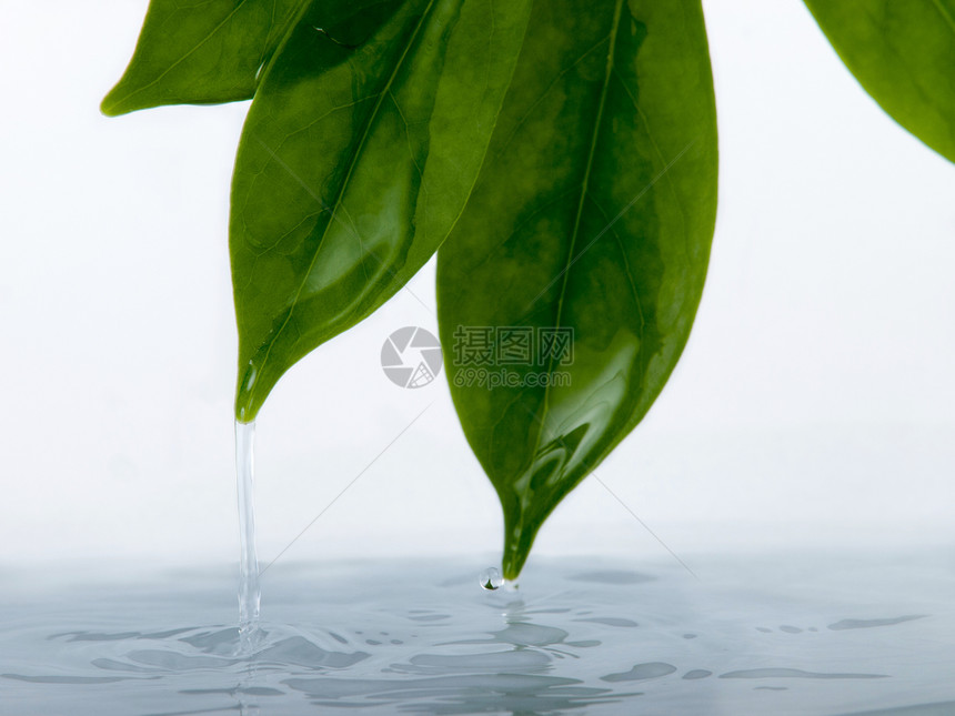 流水从叶子上流出图片